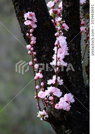 Peach blossom branch with pink flowers from thick trunk 103468691