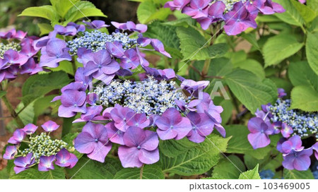 Colorful Hydrangea flowers (with video) Colorful Hydrangea flowers (with video) 103469005