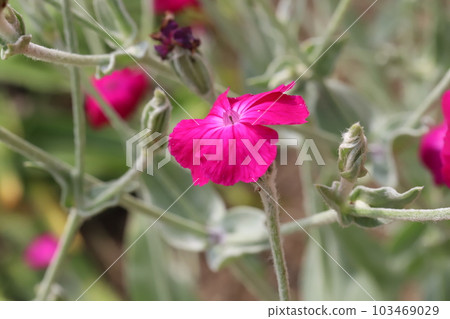 水仙(水仙花)的粉紅色花朵在春天的花園裡綻放 水仙(水仙花)的粉紅色花朵在春天的花園裡綻放 103469029