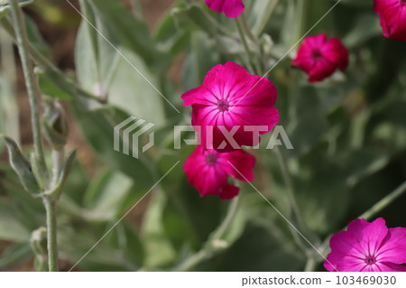 水仙(水仙花)的粉紅色花朵在春天的花園裡綻放 水仙(水仙花)的粉紅色花朵在春天的花園裡綻放 103469030