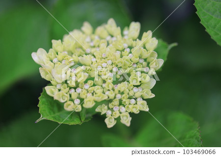 繡球1167 繡球1167 103469066