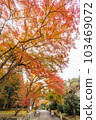 Kyoto Saginomori Shrine Autumn Approach 103469072