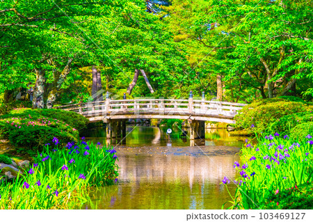 新綠的兼六園和花見橋 103469127