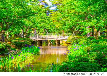 新綠的兼六園和花見橋 103469128