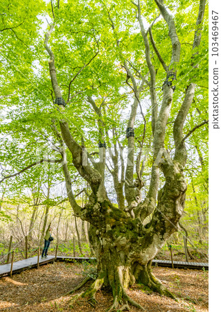 Spring of Nakashimadai Shishigahana Wetland Agariko Daio Forest Giant Giant Beech Tree Spring of Nakashimadai Shishigahana Wetland Agariko Daio Forest Giant Giant Beech Tree 103469467