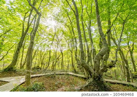 Spring in Nakashimadai Shishigahana Wetland Queen Agariko 103469468