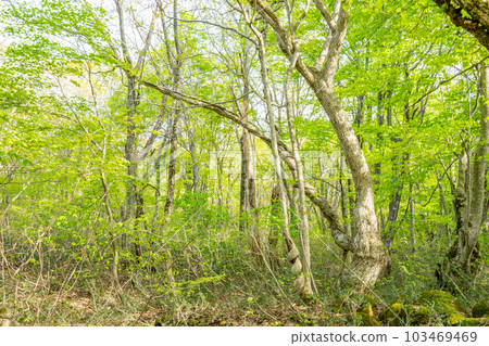 Spring in Nakashimadai and Shishigahana Wetlands 103469469