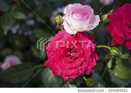 Osaka Station City Roses blooming in the wind in the plaza Osaka Station City Roses blooming in the wind in the plaza 103469581