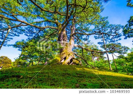 Kenrokuen's Negami Matsu 103469593