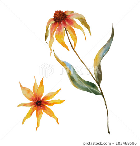 Set of watercolor illustrations of yellow flowers on white background Set of watercolor illustrations of yellow flowers on white background 103469596