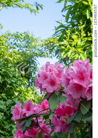 藍天和杜鵑花 103469597