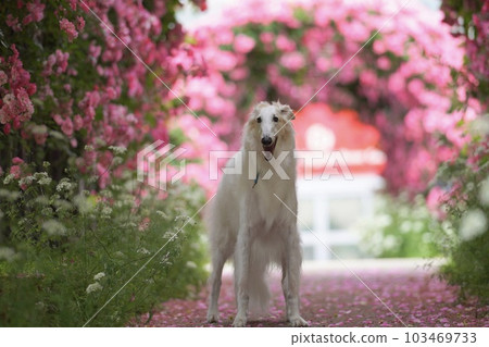Borzoi in the rose garden 103469733
