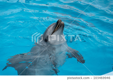 Nagoya Port Aquarium Dolphins 103469946