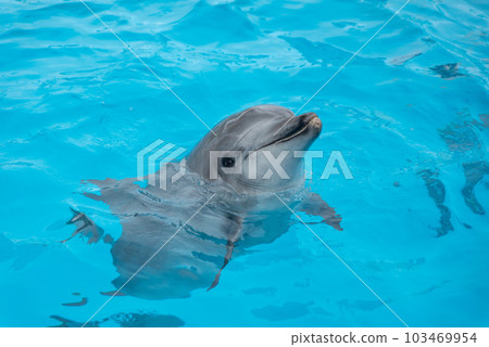 名古屋港水族館海豚 103469954