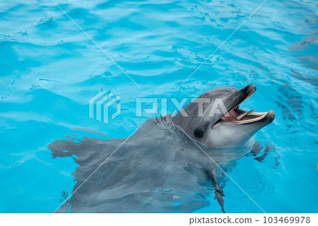 名古屋港水族館海豚 103469978