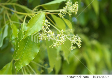 White camphor tree buds (spring, April) White camphor tree buds (spring, April) 103470026