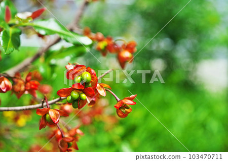 綠色米老鼠果實(春季、四月) 綠色米老鼠果實(春季、四月) 103470711