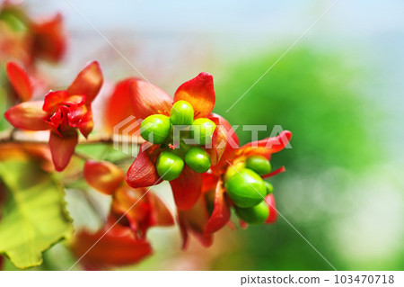 Green Mickey Mouse fruit (spring, April) 103470718