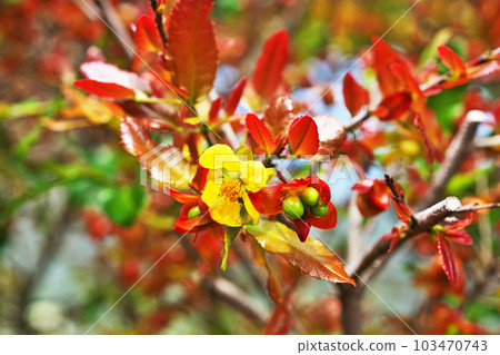 黃色米老鼠樹花（春季，四月） 103470743