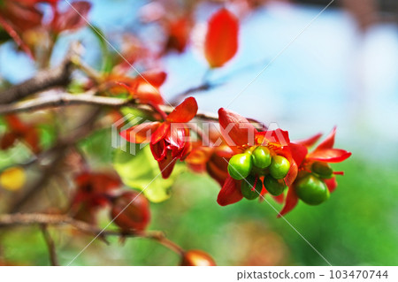 米老鼠 Unedo 綠色水果（春季，四月） 103470744