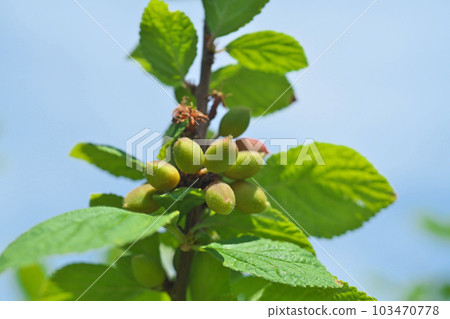 小的綠色 tomentosa 漿果（春季，四月） 103470778