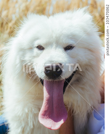 White Samoyed Dog White Samoyed Dog 103470862