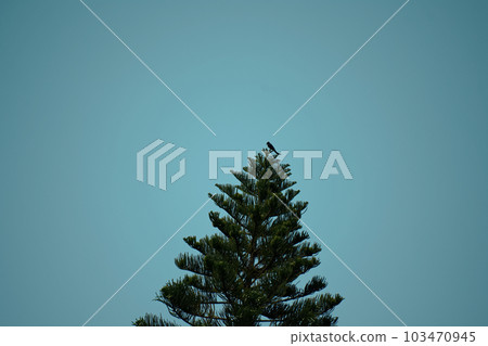 a bird standing on a fir tree a bird standing on a fir tree 103470945
