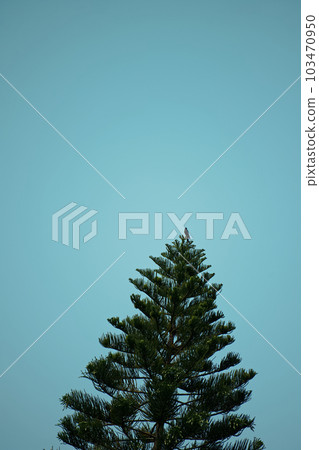 a bird standing on a fir tree a bird standing on a fir tree 103470950