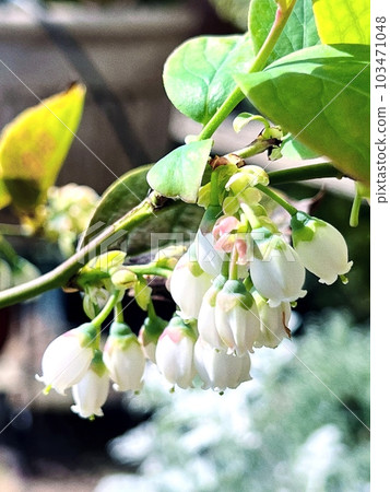 藍莓的美麗花朵 藍莓的美麗花朵 103471048