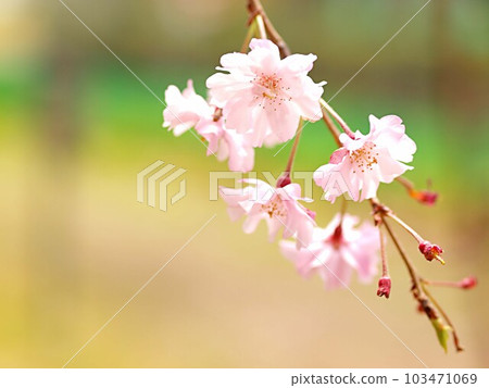 蕨樹花 蕨樹花 103471069