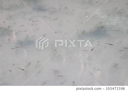 一群蝌蚪在春天 一群蝌蚪在春天 103471596