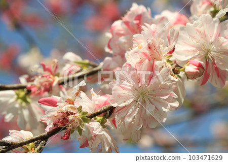 Rare cherry blossoms mixed with red 103471629