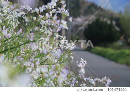 路邊開著白色的油菜花 路邊開著白色的油菜花 103471631