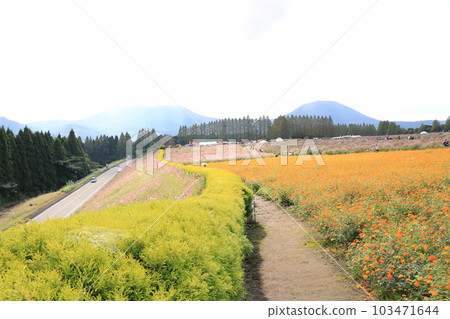 Park walkway filled with flowers 103471644