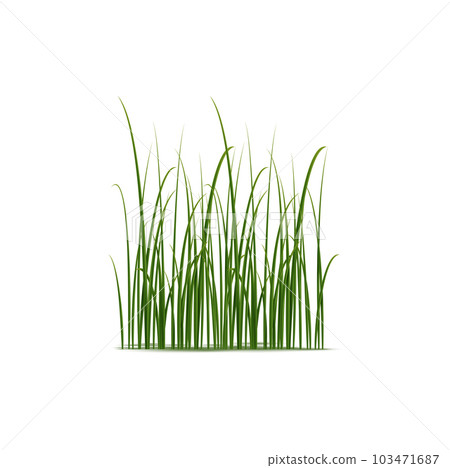 Realistic reed, sedge and grass grow in wetlands and marshes. Isolated 3d vector slender plants with unique structure well-suited to survive in moist environments Realistic reed, sedge and grass grow in wetlands and marshes. Isolated 3d vector slender plants with unique structure well-suited to survive in moist environments 103471687