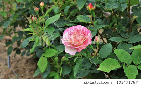 玫瑰花,馬克·夏加爾(帶視頻) 玫瑰花,馬克·夏加爾(帶視頻) 103471767