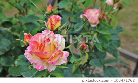 Rose flower, Marc Chagall (with video) Rose flower, Marc Chagall (with video) 103471768