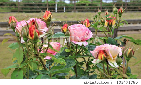 玫瑰花,馬克·夏加爾(帶視頻) 玫瑰花,馬克·夏加爾(帶視頻) 103471769