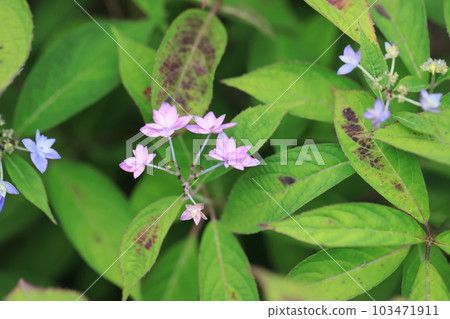 Hydrangea 1200 103471911