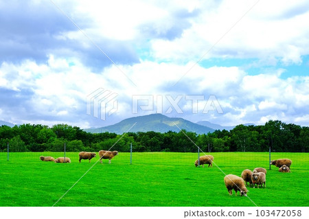 札幌羊之丘展望台的風景 103472058