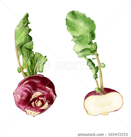 手繪水彩大頭菜插圖集 103472253