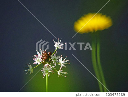 Noville Flower Noville Flower 103472289
