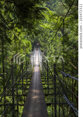 cross the green forest cross the green forest 103472311