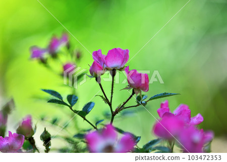Neat and pretty mini rose Neat and pretty mini rose 103472353