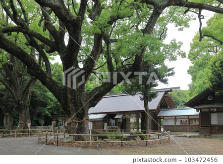In front of the main gate of Isono Shrine, a large camphor tree, a sacred tree In front of the main gate of Isono Shrine, a large camphor tree, a sacred tree 103472456