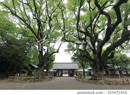 Large camphor tree, the sacred tree of Isono Shrine, looking into the hall of worship from the shrine gate Large camphor tree, the sacred tree of Isono Shrine, looking into the hall of worship from the shrine gate 103472458