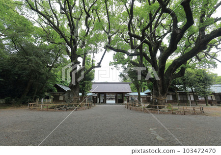 從正門看到的大樟樹、磯野神社的神木、大殿 103472470