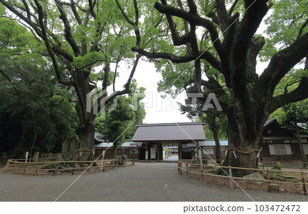 The main gate of Isono Shrine and the large camphor tree on either side The main gate of Isono Shrine and the large camphor tree on either side 103472472