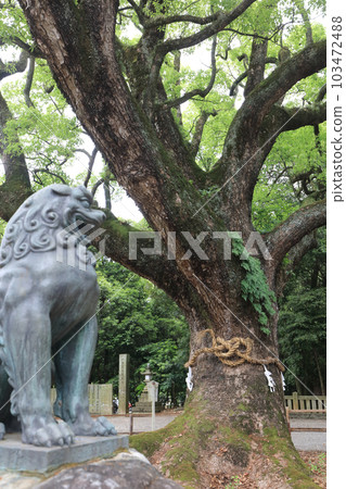 Isono Shrine，Komainu和一棵神樹 103472488