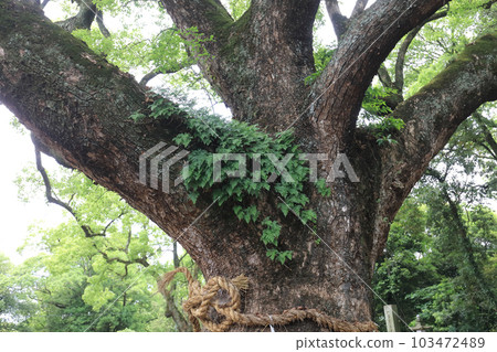 Isono Shrine, the sacred tree of the large camphor tree 103472489
